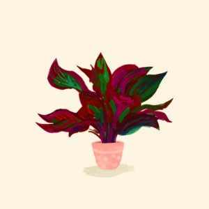 Plant Lipishtick