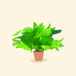 Plant Rufus