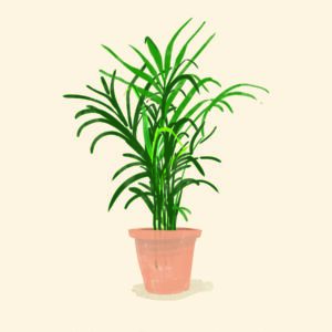 Plant Nick