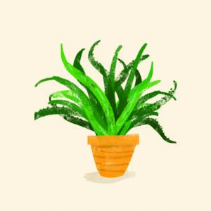 Plant Aloe